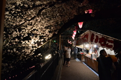 大岡川桜祭り～写メとる女性