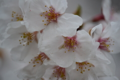 小田原城の桜2