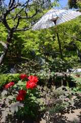 長谷寺 〜 芍薬