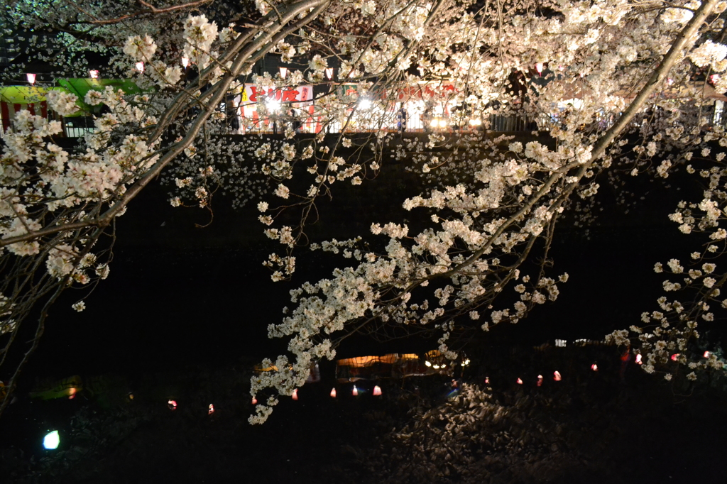 大岡川桜祭り～川に映える桜