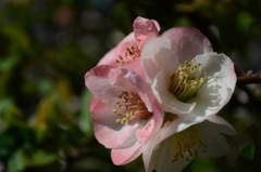梅の花２