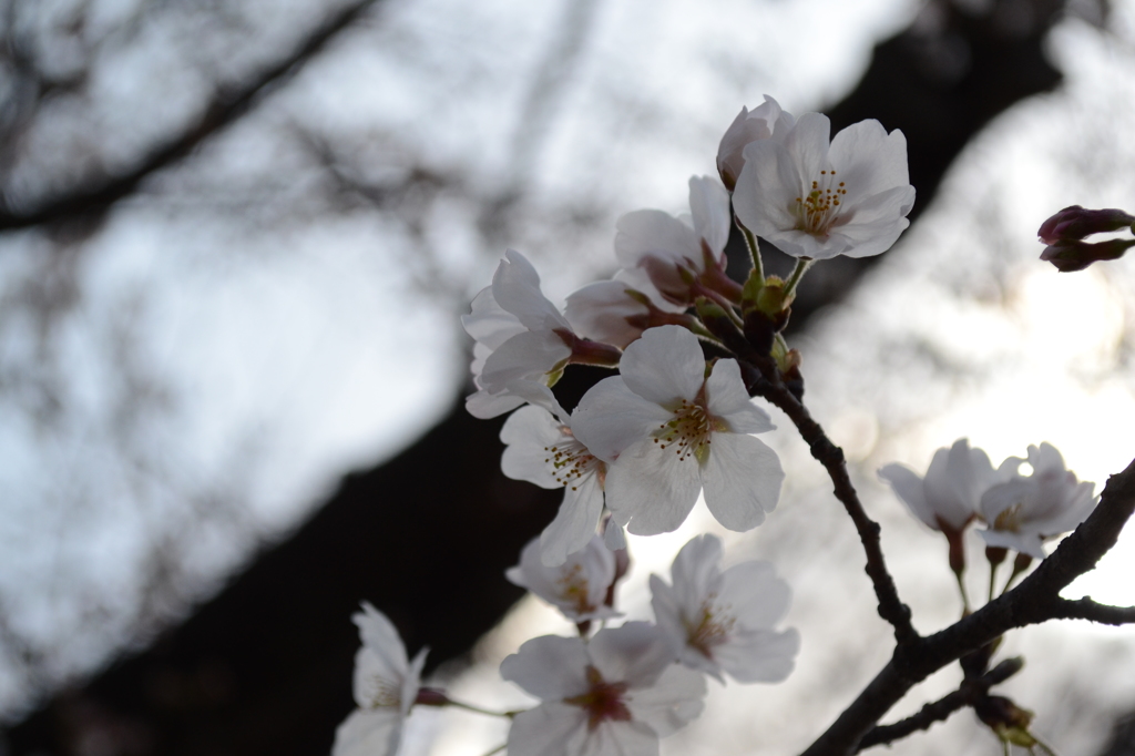 2013花見7