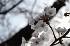 2013花見7