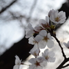 2013花見7