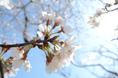 2013お花見５