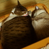 狭いながらも…