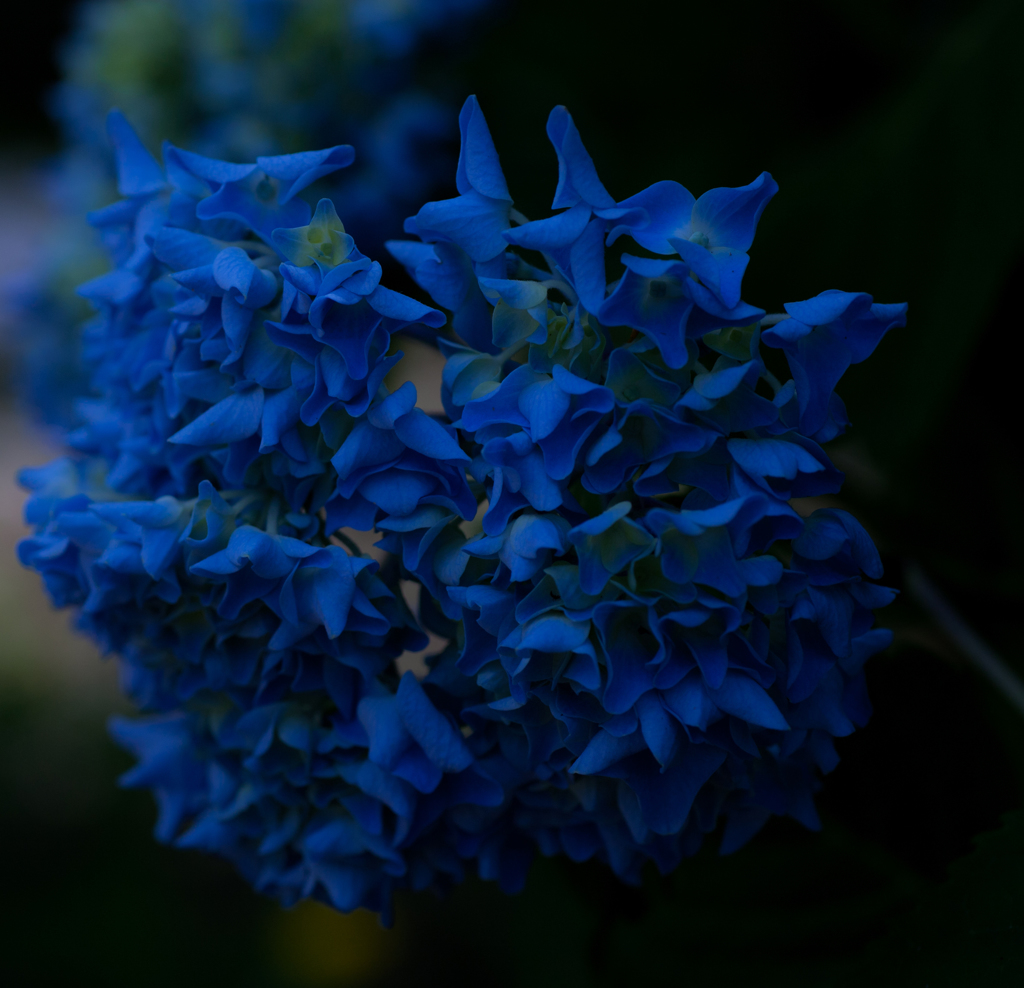 やっと紫陽花
