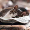 Tora