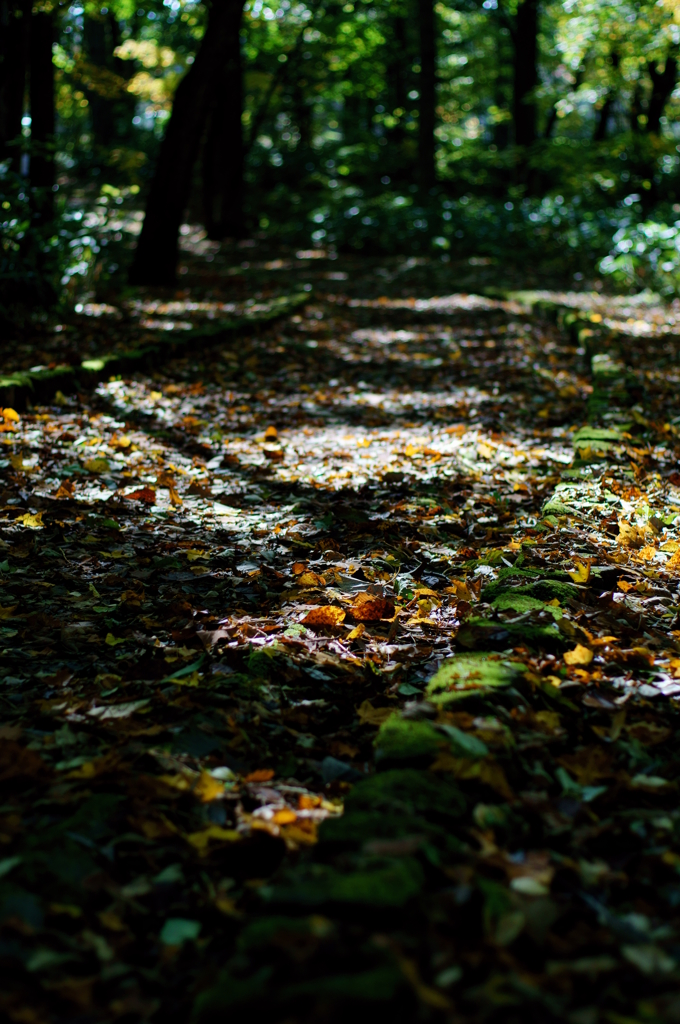 濡れ落ち葉の散歩道