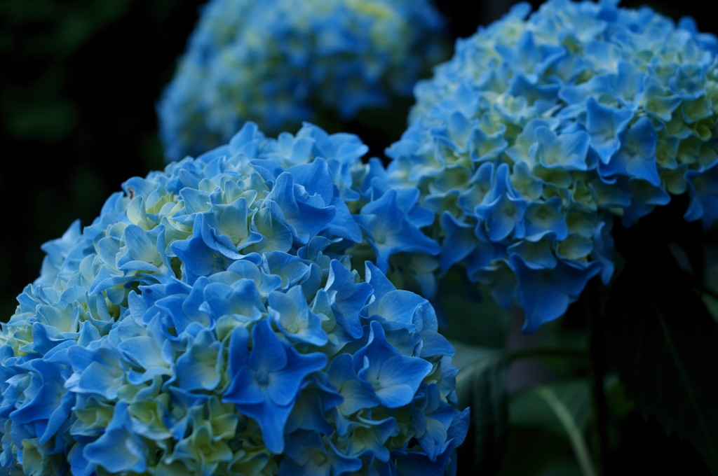紫陽花