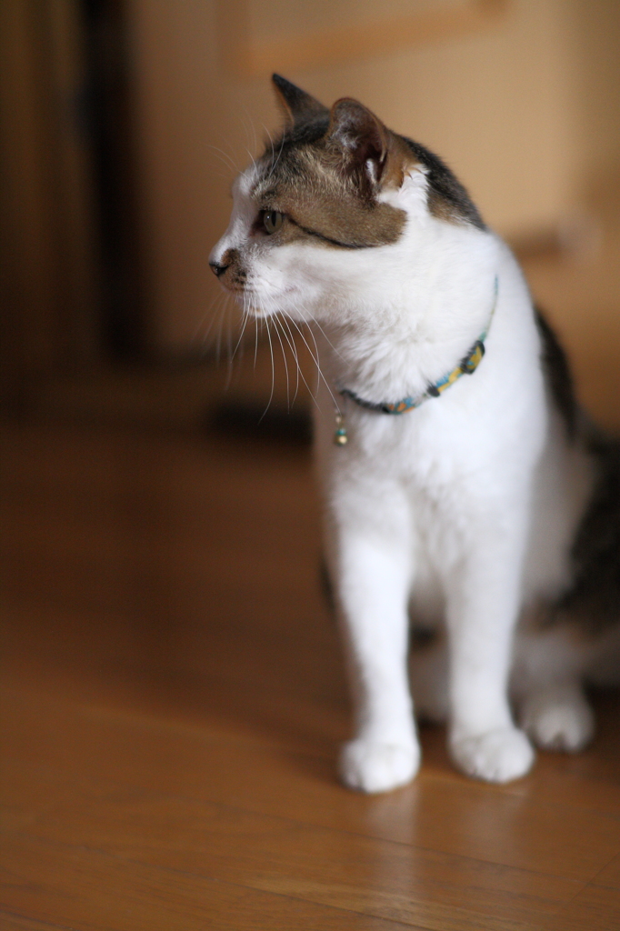 散歩にいこうよ…