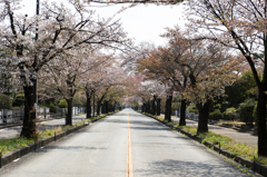 多磨霊園 南参道