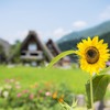 夏休み