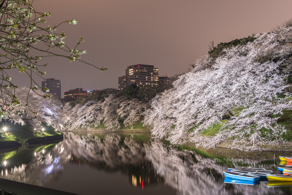 夜桜