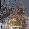 東京大雪