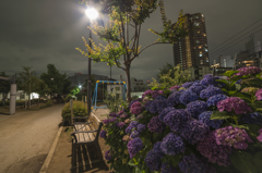 夜の散歩
