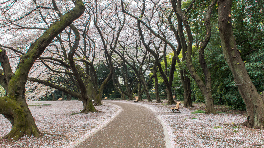 散り際の桜