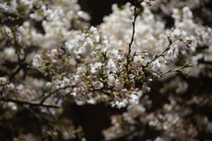 夜桜３