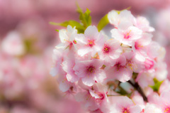 河津桜