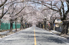 夜ノ森の桜