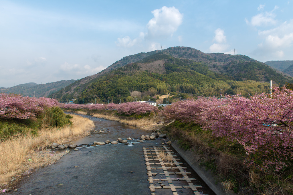 桜並木