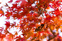 紅葉