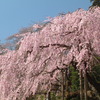 春