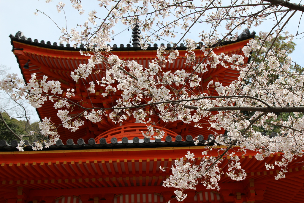 桜２