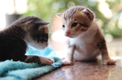 子猫