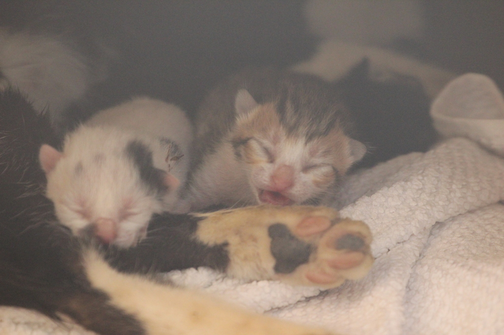 My new tiny friends !!