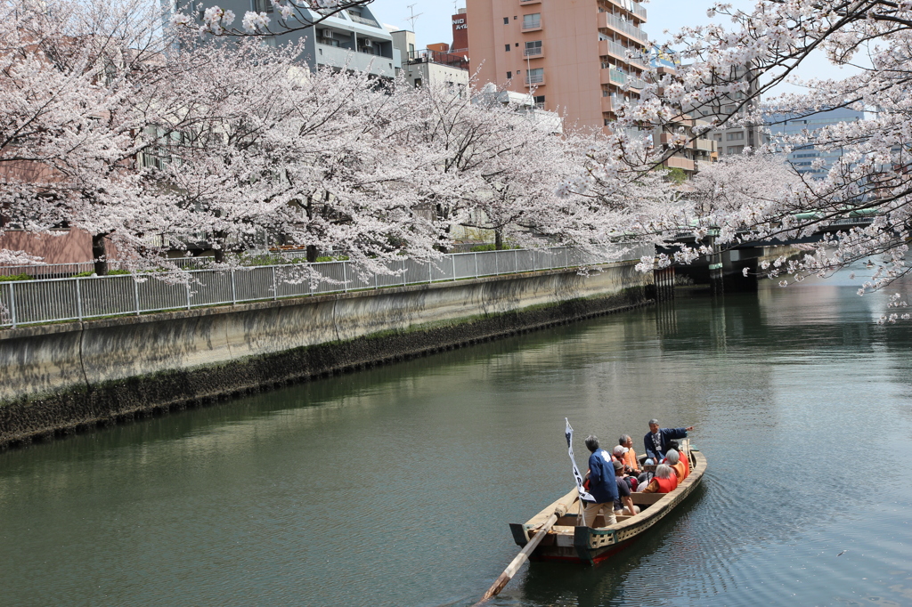 桜、満開