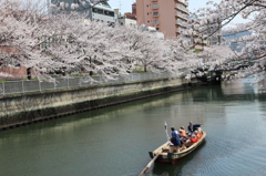 桜、満開