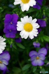 庭の花