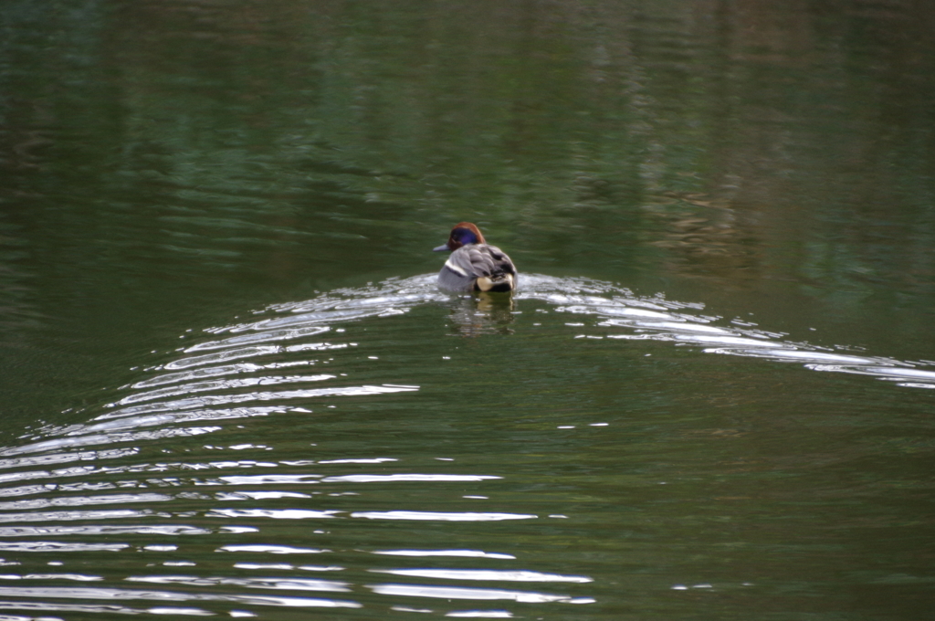 じゅんさい池の水鳥Ⅱ