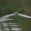 じゅんさい池の水鳥Ⅱ