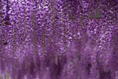 北方文化博物館の藤の花