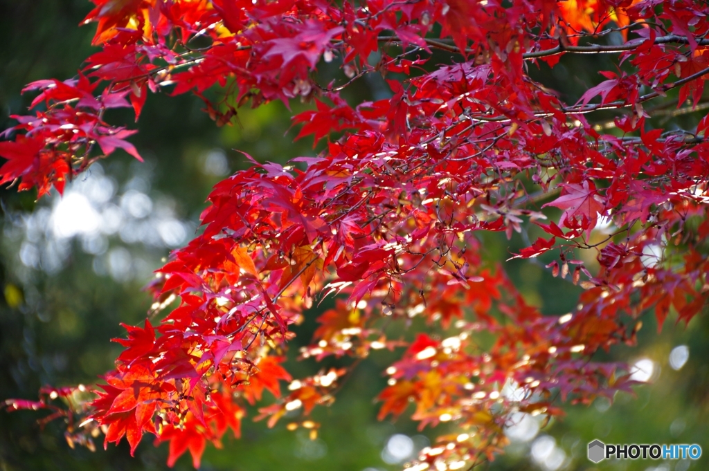 弥彦の紅葉