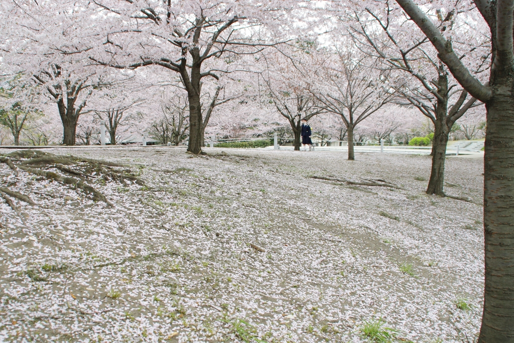 桜終盤Ⅱ