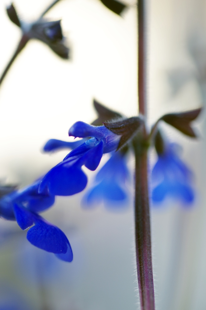 蒼✿