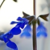 蒼✿