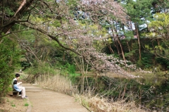 じゅんさい池の桜