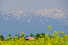 菜の花畑のピンク色