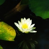 hasu