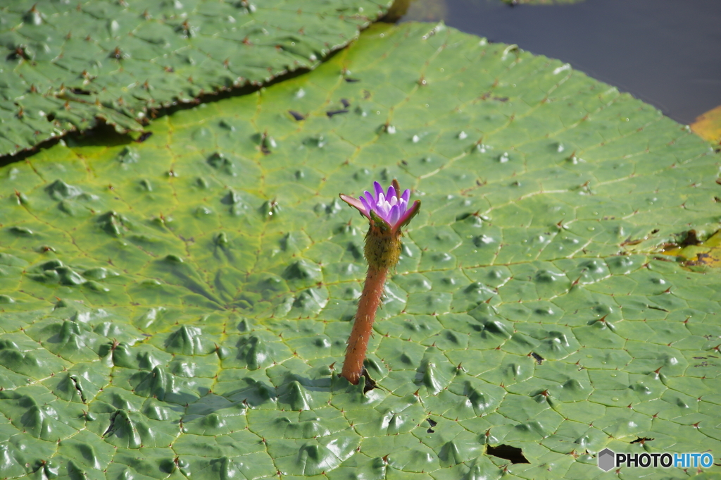 夏の花④