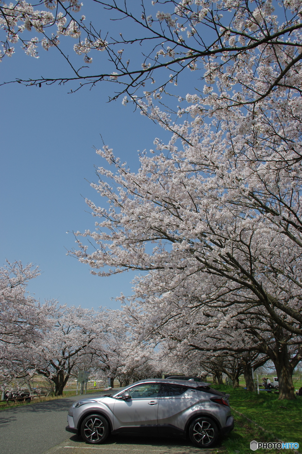 桜の下で