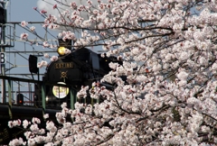 桜貴婦人！