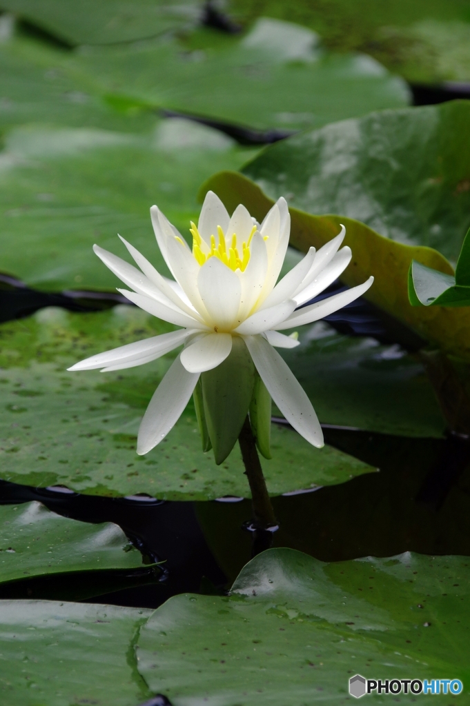 じゅんさい池の✿