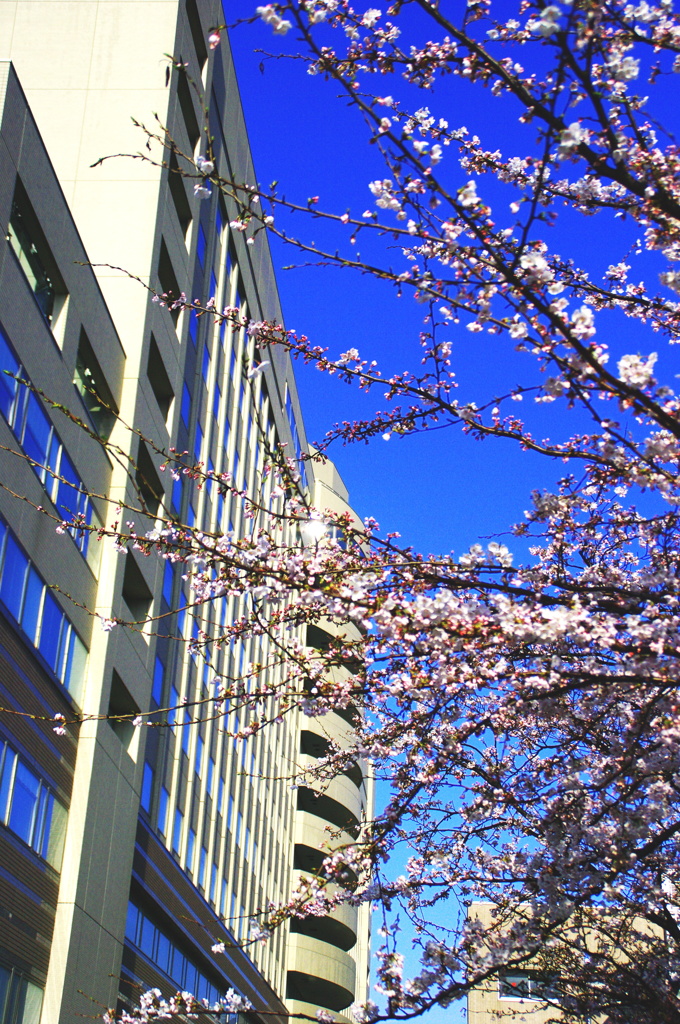 桜咲く