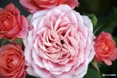 庭の花②