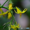 ミニトマトの花